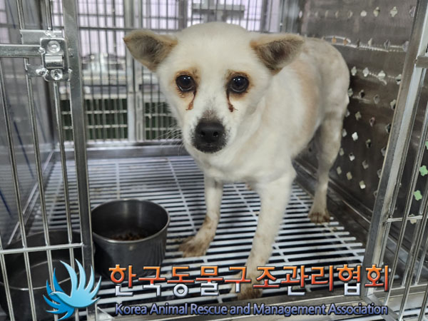 보호중 믹스견의 가…